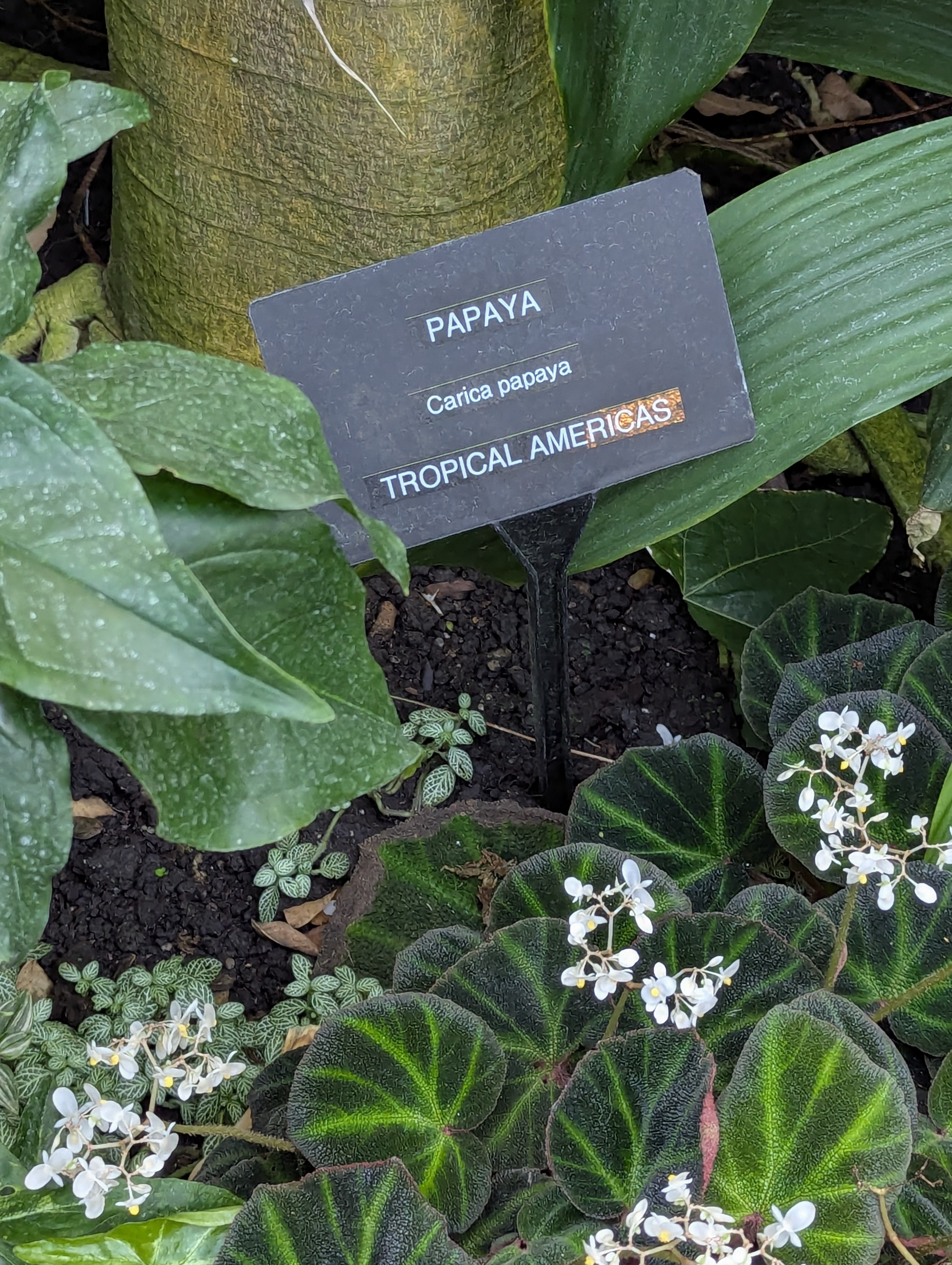 Birthday Trip to Canada, Edmonton, Pyramids, Muttart Observatory